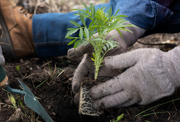 planting