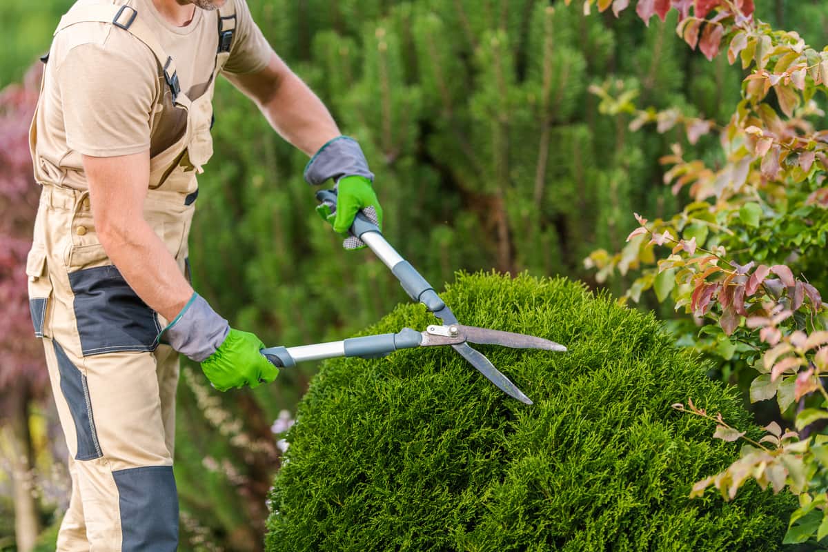 Gardening Services Auckland