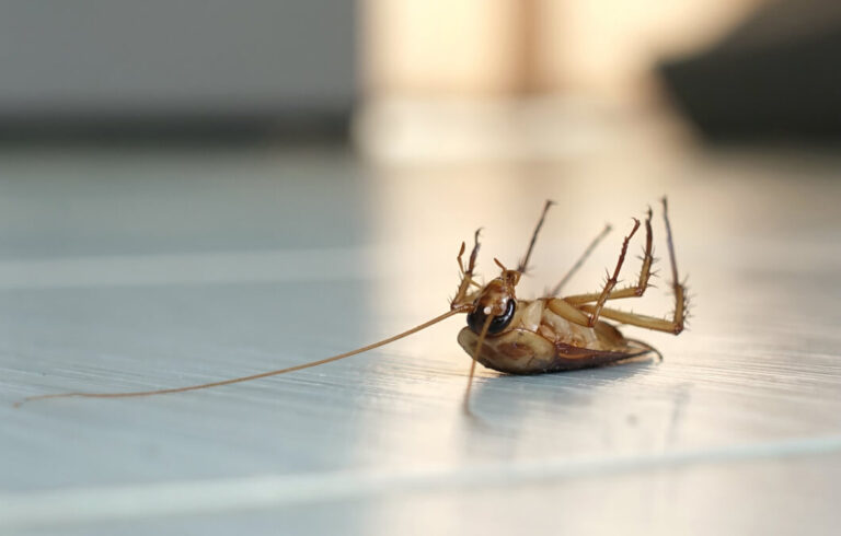 Pest Control Auckland