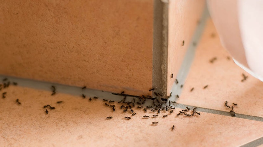Ant Control Auckland